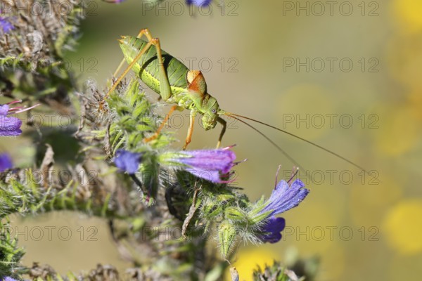 Steppe saddle grasshopper, steppe saddle grasshopper (Ephippiger ephippiger), male, on Viper's bugloss (Echium vulgare), with bokeh in the background, leafhoppers, long-fingered grasshoppers, Red List of Germany, specially protected species, critically endangered, Cochem, Moselle, Rhineland-Palatinate, Germany