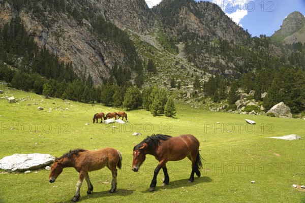 Horses grazing in the Aigüestortes i Estany de Sant Maurici National Park, Catalonia, Spain