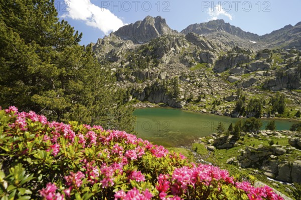 Azalea in bloom at the glacial lake Estany de les Obagues de Ratera or Lagunas Llosas in the Aigüestortes i Estany de Sant Maurici National Park, Catalonia, Spain