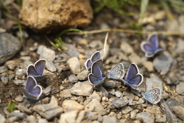 Blues in the Bujaruelo Valley or Valle de Bujaruelo near Torla-Ordesa, Spain