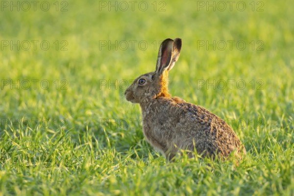 European brown hare (Lepus europaeus) adult animal in a farmland cereal field in springtime, England, United Kingdom