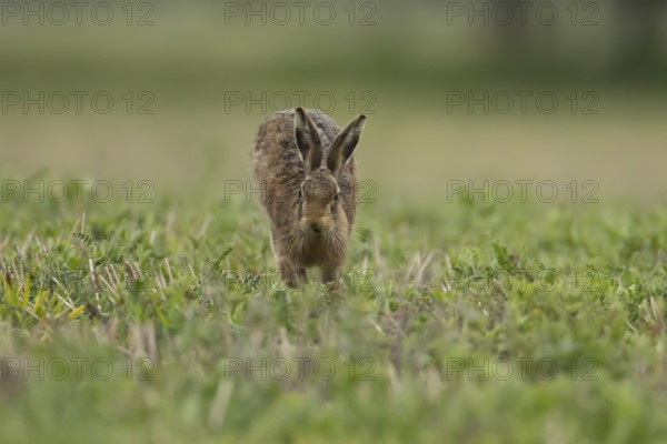 European brown hare (Lepus europaeus) adult animal running in a farmland field in springtime, England, United Kingdom