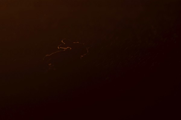 European brown hare (Lepus europaeus) adult animal rim lit from backlighting in a farmland field at sunset, England, United Kingdom
