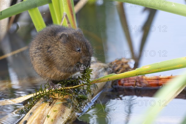 Water vole (Arvicola amphibius) adult animal feeding on pond weed in a reedbed, England, United Kingdom