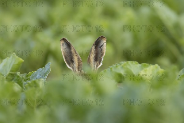 European brown hare (Lepus europaeus) adult animal in a farmland sugar beet crop in summer, England, United Kingdom