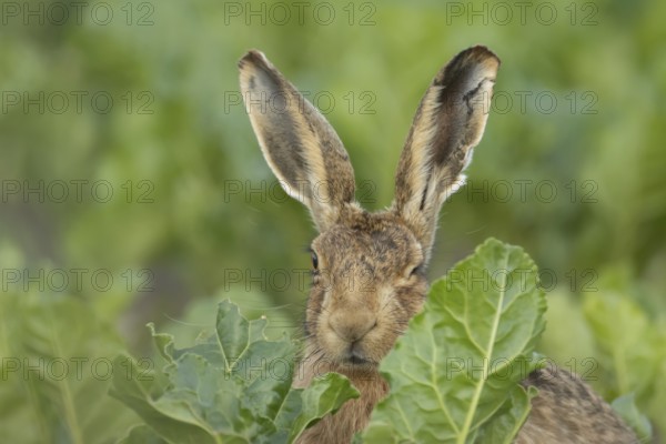 European brown hare (Lepus europaeus) adult animal in a farmland sugar beet field, England, United Kingdom