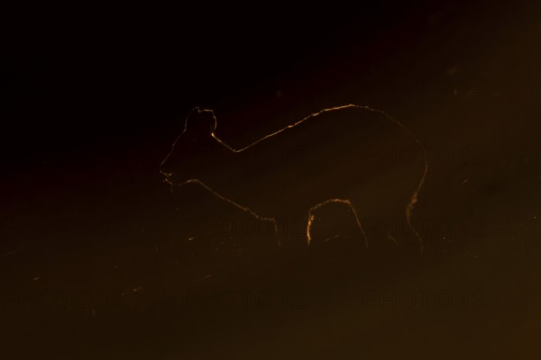 Chinese water deer (Hydropotes inermis) adult animal rim lit with backlighting at sunset standing in a field, England, United Kingdom