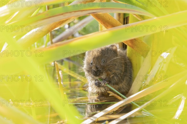 Water vole (Arvicola amphibius) adult animal feeding on a reed plant stem in a pond, England, United Kingdom