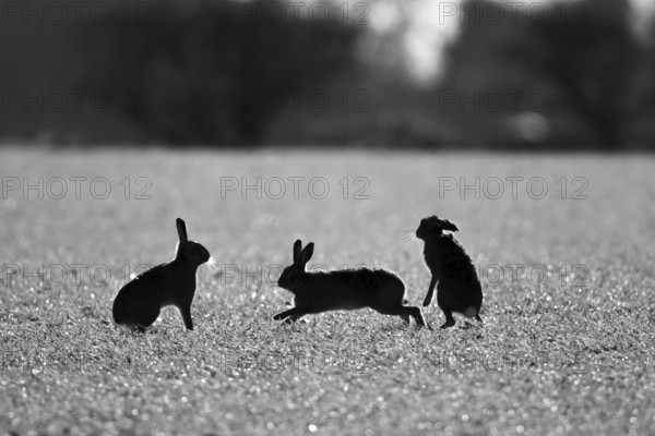 European brown hare (Lepus europaeus) silhouette of three adult animals in a farmland field, England, United Kingdom