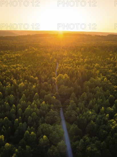 View of a forest at sunset, a narrow road in the centre, atmospheric light, Althengstett, district of Calw, Black Forest, Germany