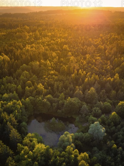 A pond in the forest at sunset, surrounded by dense trees and soft light, Althengstett, district of Calw, Black Forest, Germany