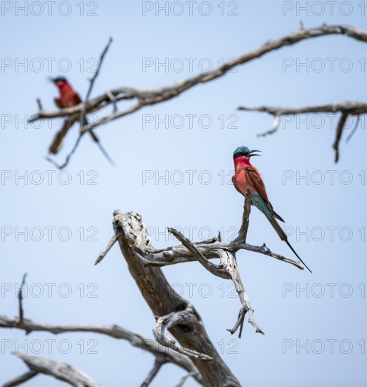 Scarlet Bee-eater (Merops nubicoides), two bee-eaters sitting on a dead tree in front of a blue sky, Okavango Delta, Moremi Game Reserve, Botswana