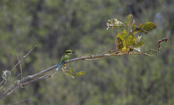 Swallowtail Bee-eater (Merops hirundineus) sitting on a branch, Okavango Delta, Moremi Game Reserve, Botswana