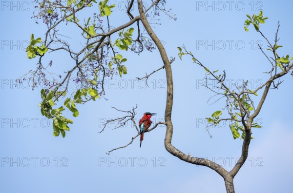 Scarlet Bee-eater (Merops nubicoides) sitting in a tree against a blue sky, Okavango Delta, Moremi Game Reserve, Botswana