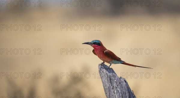 Scarlet Bee-eater (Merops nubicoides) sitting on a dead tree against a yellow background, Okavango Delta, Moremi Game Reserve, Botswana