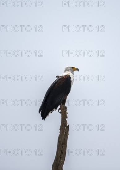 African fish eagle (Haliaeetus vocifer) perched on a branch, Okavango Delta, Moremi Game Reserve, Botswana