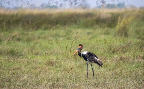 Saddle-billed stork (Ephippiorhynchus senegalensis), Okavango Delta, Moremi Game Reserve, Botswana