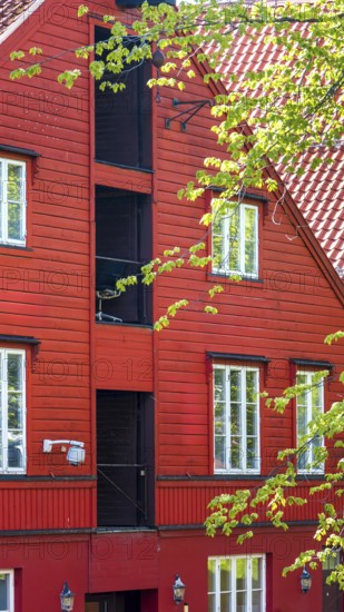 Norway, scenic Trondheim town. Bakklandet, a famous tourist travel destination with colorful houses