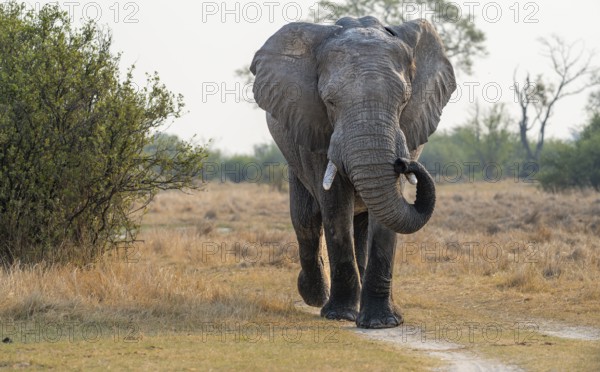 African elephant (Loxodonta africana), adult, Okavango Delta, Moremi Game Reserve, Botswana