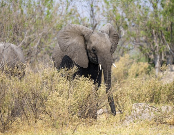 African elephant (Loxodonta africana), young animal, Okavango Delta, Moremi Game Reserve, Botswana