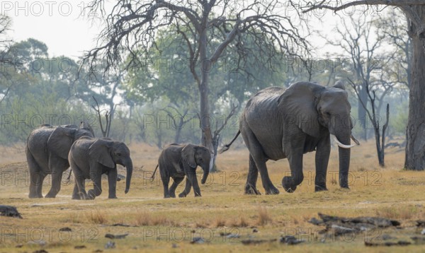 African elephant (Loxodonta africana), group with young, Okavango Delta, Moremi Game Reserve, Botswana
