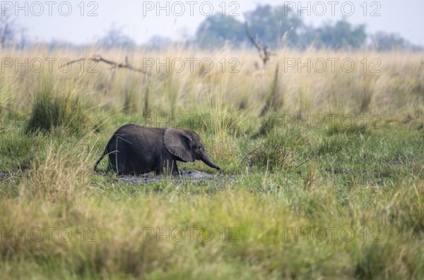 African elephant (Loxodonta africana), young animal bathing in the mud, Okavango Delta, Moremi Game Reserve, Botswana