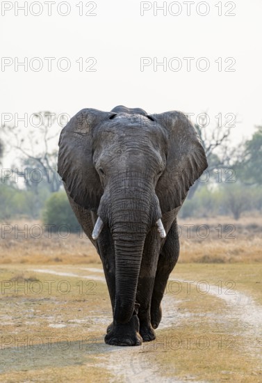 African elephant (Loxodonta africana), adult, Okavango Delta, Moremi Game Reserve, Botswana