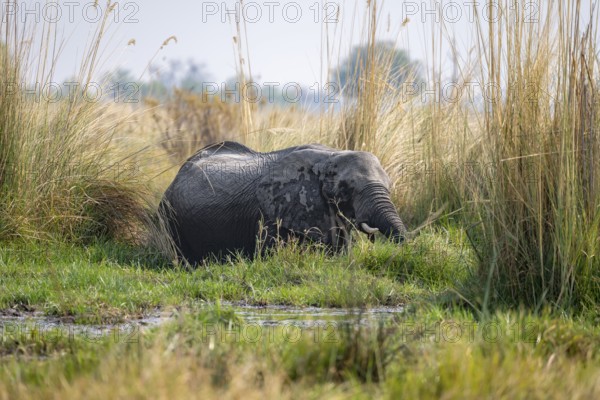African elephant (Loxodonta africana), adult animal crossing a swamp, Okavango Delta, Moremi Game Reserve, Botswana