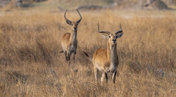 Letschwe or lychee moor antelope (Kobus leche), two animals in dry grass in the evening light, Okavango Delta, Moremi Game Reserve, Botswana