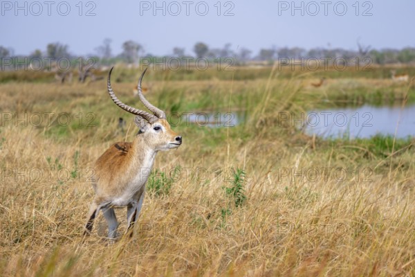 Letschwe or lychee moor antelope (Kobus leche), Okavango Delta, Moremi Game Reserve, Botswana