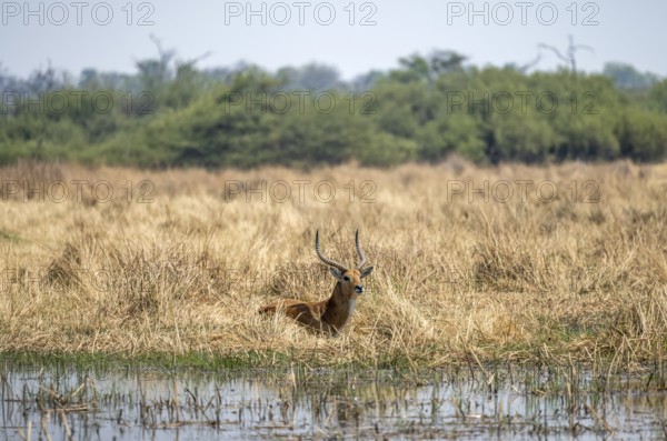 Letschwe or lychee moor antelope (Kobus leche), sitting in dry grass by a river, Okavango Delta, Moremi Game Reserve, Botswana