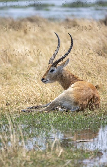 Letschwe or lychee moor antelope (Kobus leche), sitting in dry grass by a river, Okavango Delta, Moremi Game Reserve, Botswana