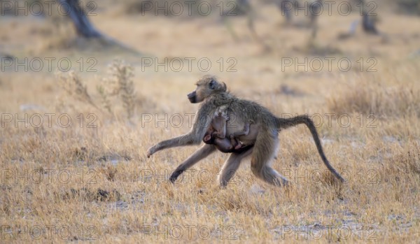 Bear baboon (Papio ursinus) young clinging to the mother's belly, running, Third Bridge, Okavango Delta, Moremi Game Reserve, Botswana