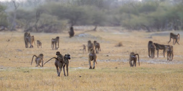 Bear baboons (Papio ursinus) group in dry grass, Third Bridge, Okavango Delta, Moremi Game Reserve, Botswana