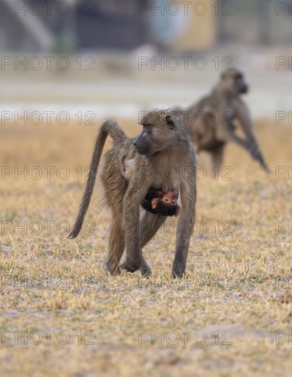 Bear baboon (Papio ursinus) young clinging to the mother's belly, running, Third Bridge, Okavango Delta, Moremi Game Reserve, Botswana