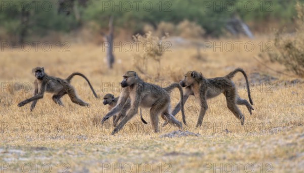 Bear baboons (Papio ursinus) group running, Third Bridge, Okavango Delta, Moremi Game Reserve, Botswana