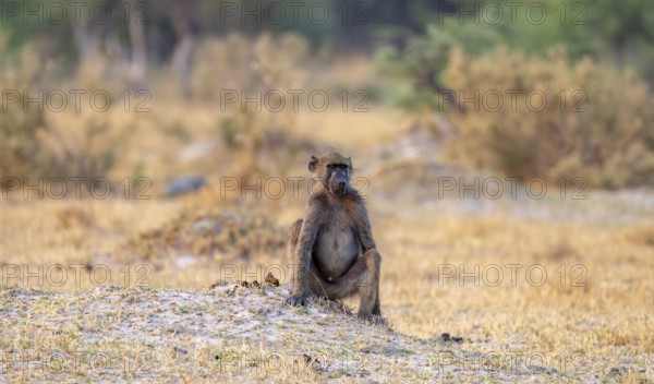 Bear baboon (Papio ursinus), adult male, in dry meadow, Third Bridge, Okavango Delta, Moremi Game Reserve, Botswana
