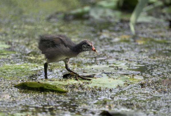 Green-footed moorhen (Gallinula chloropus), chick running over water plants, Lower Rhine, North Rhine-Westphalia, Germany