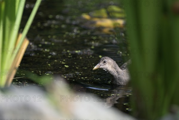 Green-footed moorhen (Gallinula chloropus), swimming among reeds, Lower Rhine, North Rhine-Westphalia, Germany
