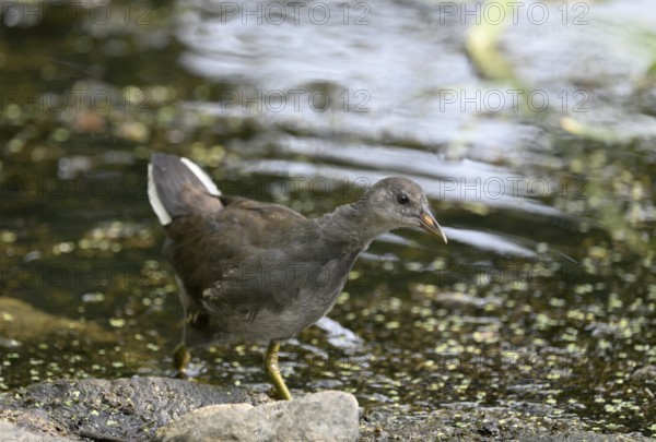 Green-footed moorhen (Gallinula chloropus), female, Lower Rhine, North Rhine-Westphalia, Germany