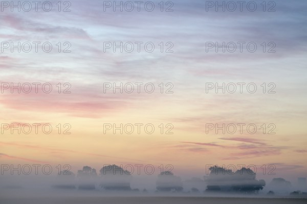 Landscape with deciduous trees at dawn and ground fog, Lower Rhine, North Rhine-Westphalia, Germany