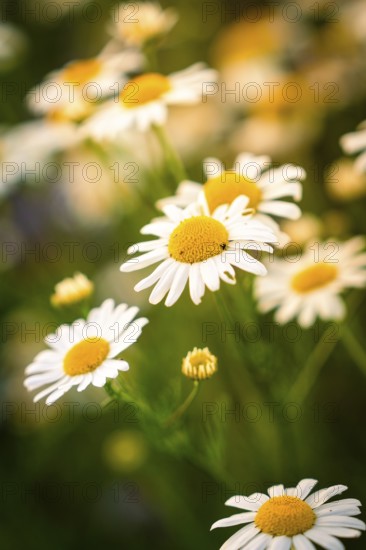 Daisies in full bloom, shining in warm sunlight, Gechingen, Landkeis Calw, Germany