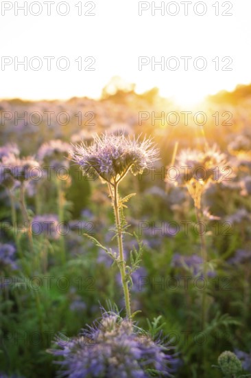 Chaotic beauty of a sea of flowers in the golden light of the evening, Gechingen, Landkeis Calw, Germany