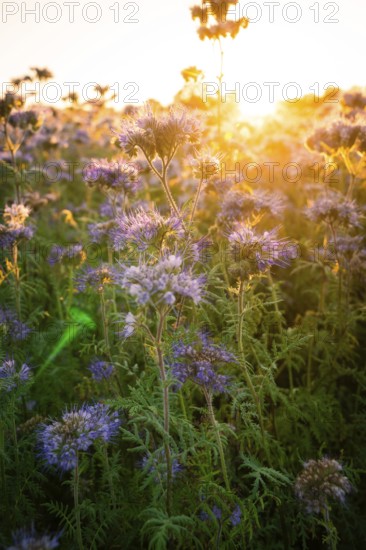 A purple field of flowers glows in the warm light of the sunset, peaceful scene, Gechingen, Landkeis Calw, Germany