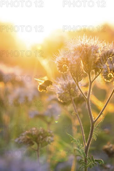 A bee hovers over a flower in the soft light of the sun, Gechingen, Landkeis Calw, Germany