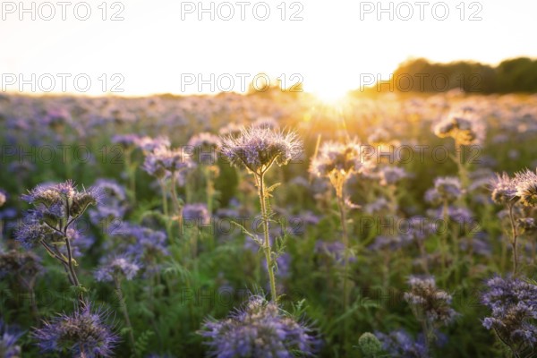 View over a wide field of flowers in the warm sunlight, Gechingen, Landkeis Calw, Germany