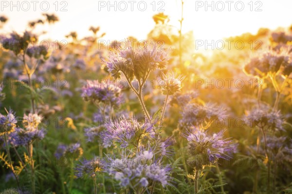 Purple flower field in the golden morning light at sunrise, quiet atmosphere, Gechingen, Landkeis Calw, Germany