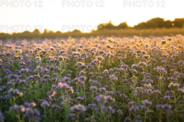 Wide fields under a golden sky full of blooming flowers, Gechingen, Landkeis Calw, Germany