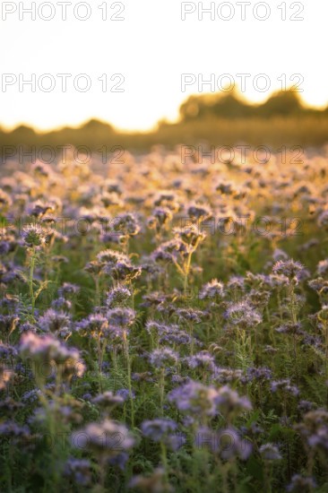 Fields full of purple flowers, atmospherically illuminated by the evening light, Gechingen, Landkeis Calw, Germany
