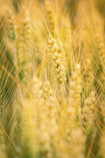 Fresh ears of wheat in the golden light, symbol of harvest time, Gechingen, Landkeis Calw, Germany